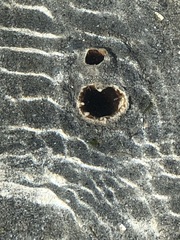 Zirfaea