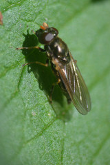 Cheilosia pagana