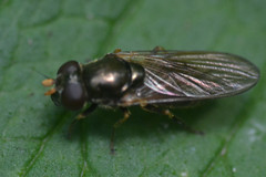 Cheilosia pagana