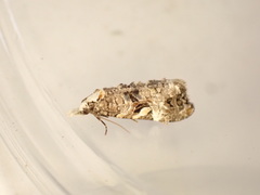 Phtheochroa rugosana