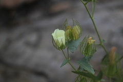 Polygala guerichiana