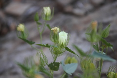 Polygala guerichiana