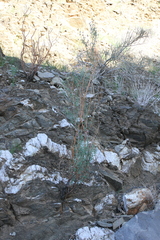 Polygala guerichiana
