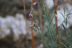 Polygala guerichiana