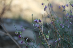 Polygala guerichiana