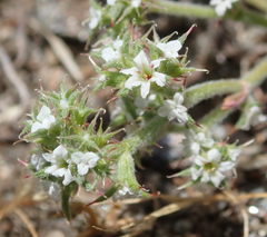 Chorizanthe parryi parryi