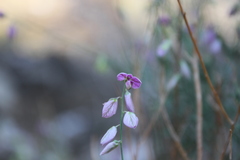 Polygala guerichiana