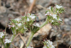 Chorizanthe parryi parryi