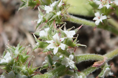 Chorizanthe parryi parryi