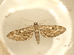 Eupithecia nanata
