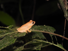 Raorchestes luteolus