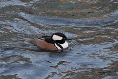 Lophodytes cucullatus