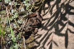Lithobates blairi
