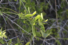 Salvadora persica
