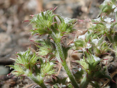 Chorizanthe parryi parryi