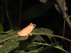 Raorchestes luteolus