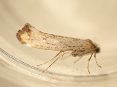 Pseudoswammerdamia combinella