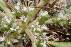 Chorizanthe parryi parryi