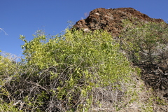 Salvadora persica