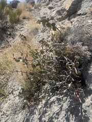 Tetracoccus ilicifolius