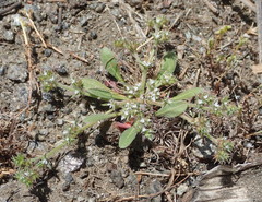 Chorizanthe parryi parryi