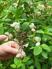 Hydrangea serrata
