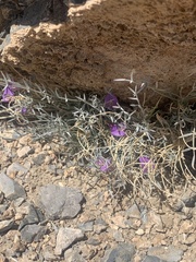 Astragalus panamintensis
