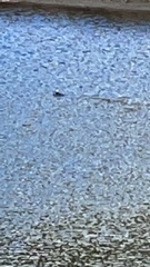 Lophodytes cucullatus