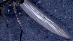 Chironomus tentans