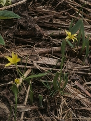 Gagea granulosa