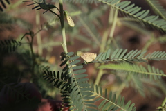 Sesbania pachycarpa image