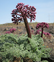 Lomatium minus