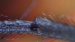 Chironomus tentans