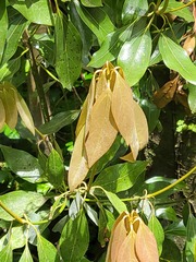 Neolitsea aciculata
