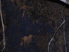 Terana