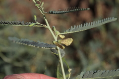 Sesbania pachycarpa image