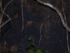 Terana