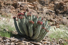 Euphorbia virosa virosa