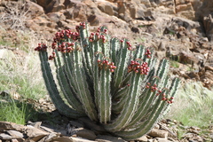 Euphorbia virosa virosa