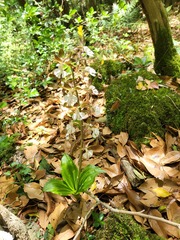 Calanthe discolor