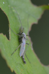 Chironomus tentans