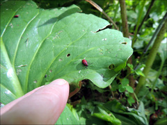 Sangariola punctatostriata