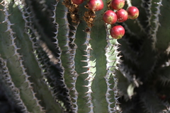 Euphorbia virosa virosa