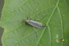 Chironomus tentans