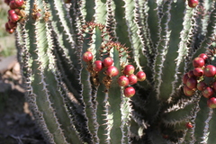 Euphorbia virosa virosa