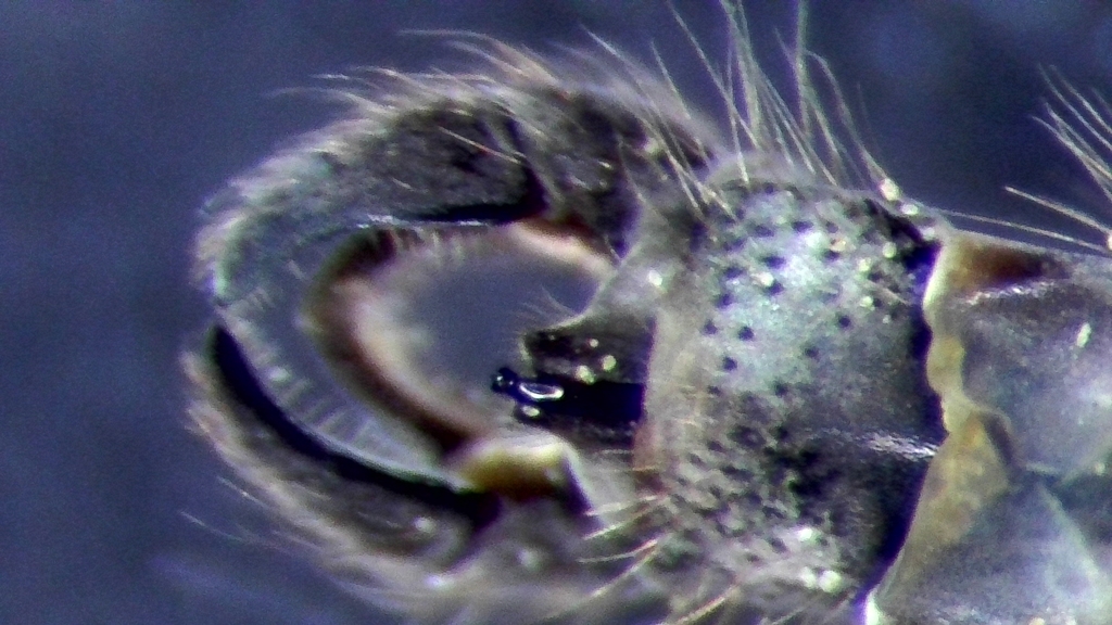 Chironomus tentans