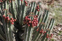 Euphorbia virosa virosa