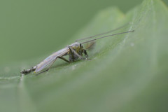 Chironomus tentans