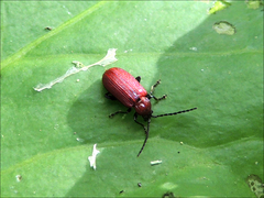 Sangariola punctatostriata
