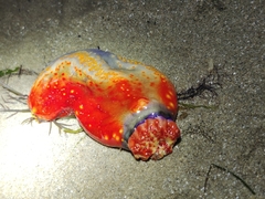 Pseudocolochirus violaceus